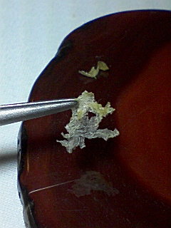 c2571209.jpg