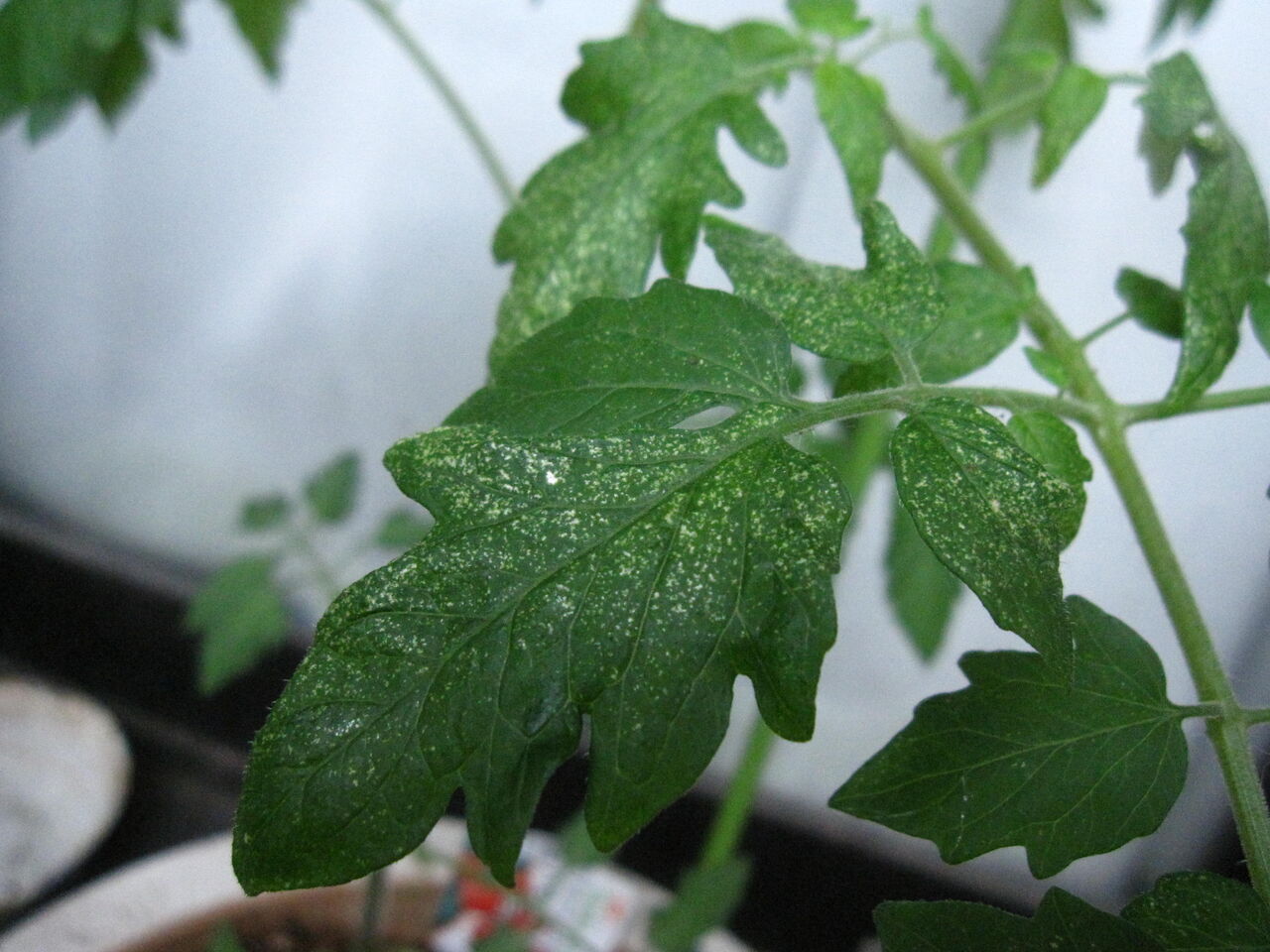 5 16 土 雨の箱庭菜園 さよなら越冬トマちゃん きららの投資日記