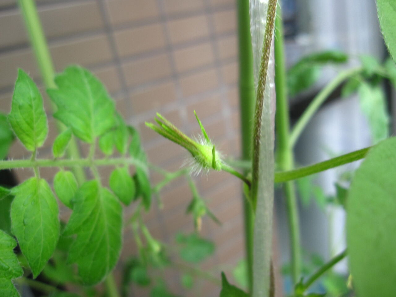 青い花朝顔の蕾が きららの投資日記 青い花朝顔の蕾が きららの投資日記