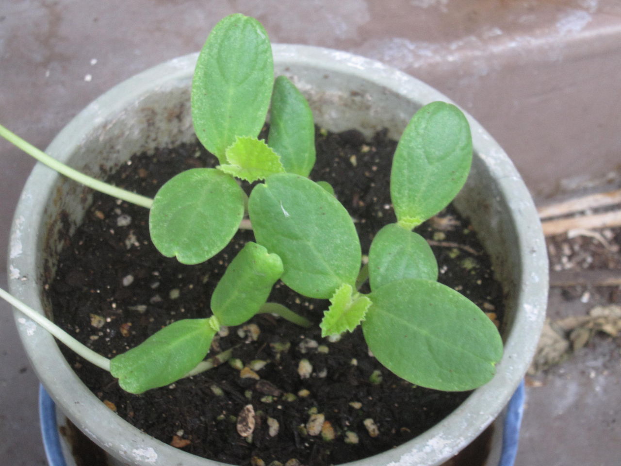 食べたメロンの種から芽が出たよ きららの投資日記 食べたメロンの種から芽が出たよ きららの投資日記
