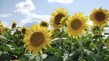 1278414_2312995011_97large