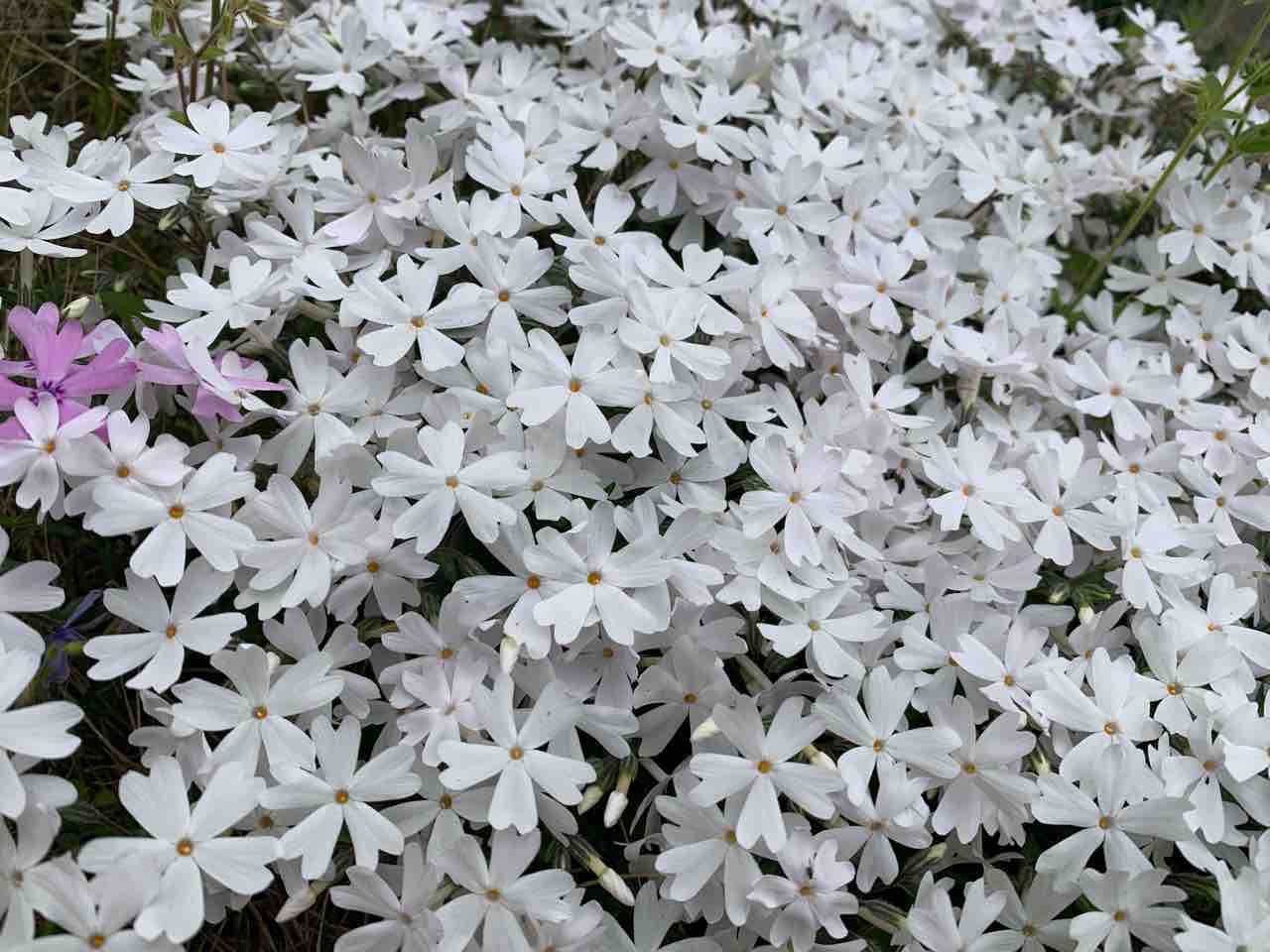 庭の片隅で 芝桜 つれづれ きらり 庭の片隅で 芝桜 つれづれ きらり