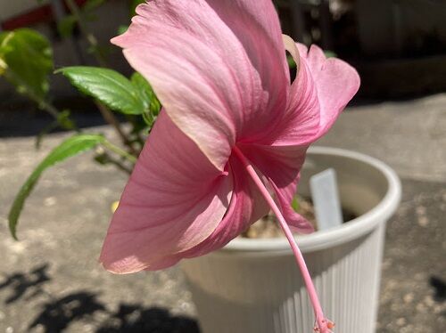 思い付きブログ 四季の花々