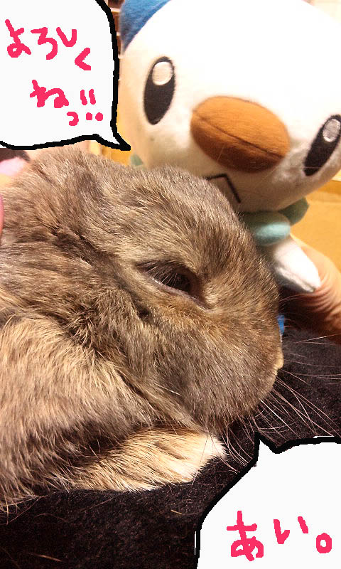 ラッコポケモンさんの巻 Makoのカラフルキネマ With Lolipop Bunny