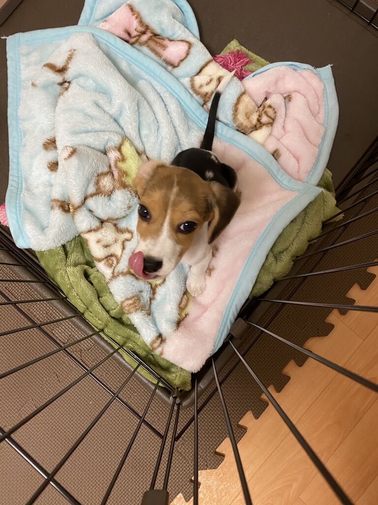 つむちゃん三変化 ビーグル犬のつむぎちゃん つむちゃん三変化 ビーグル犬のつむぎちゃん