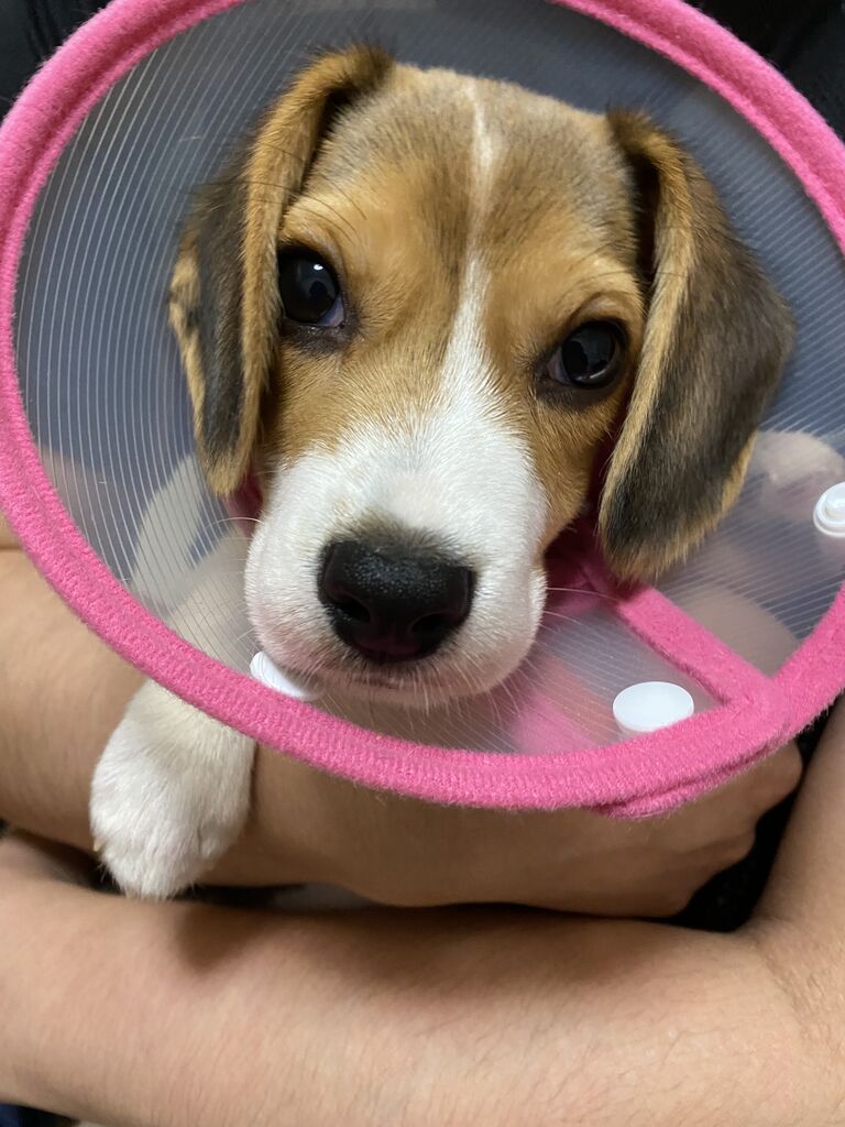 深夜の事件 ビーグル犬のつむぎちゃん 深夜の事件 ビーグル犬のつむぎちゃん