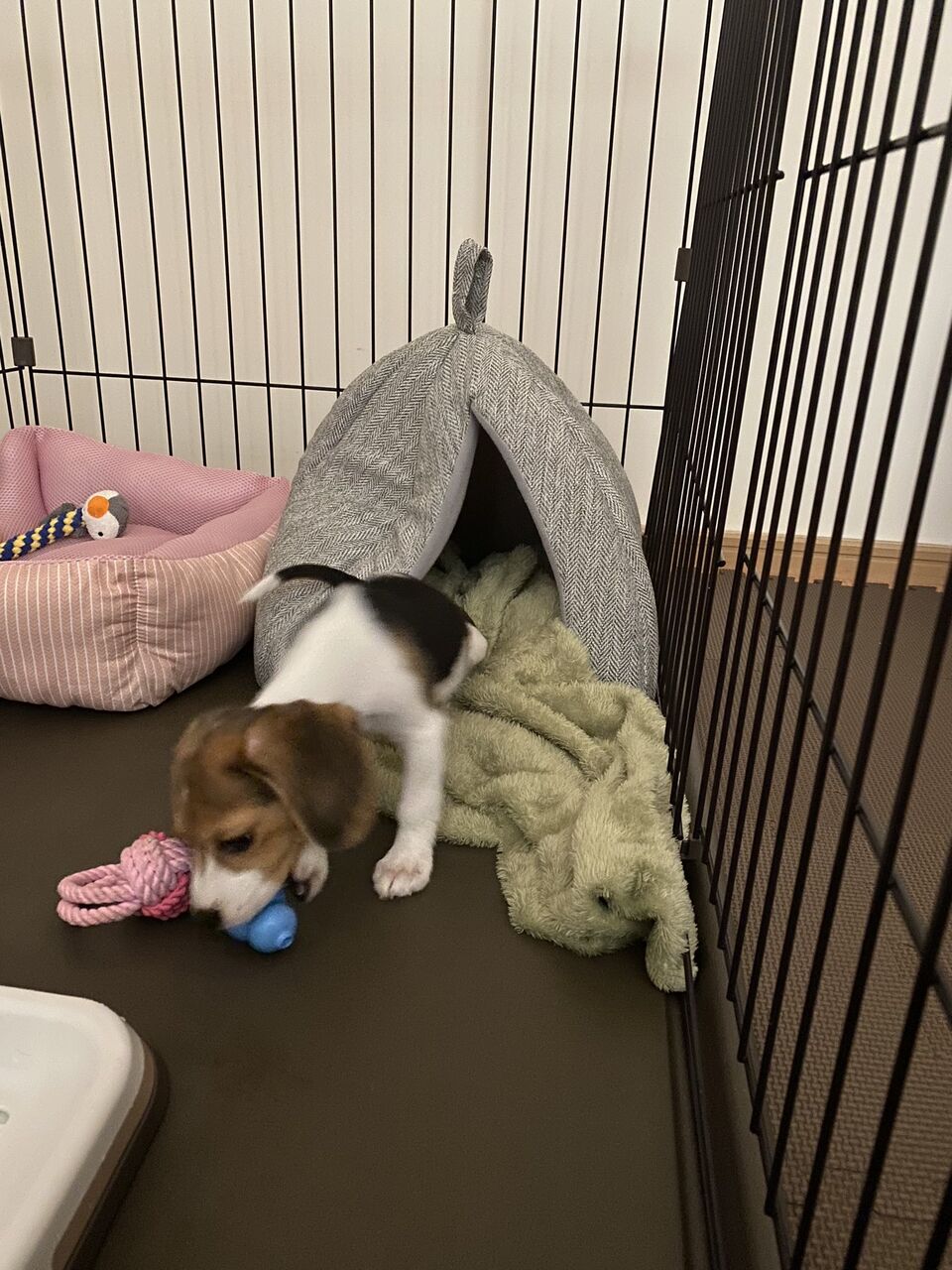 つむちゃんのコングデビュー ビーグル犬のつむぎちゃん