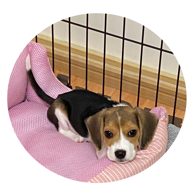 はじめまして ビーグル犬のつむぎです ビーグル犬のつむぎちゃん はじめまして ビーグル犬のつむぎです ビーグル犬のつむぎちゃん
