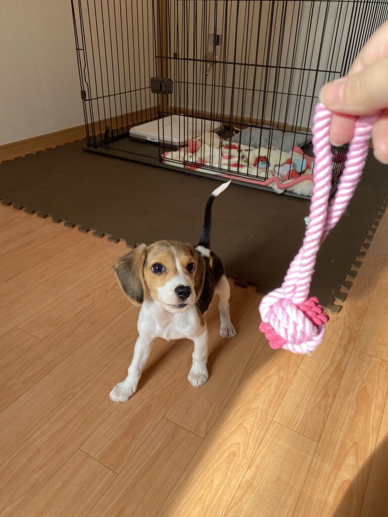 つむちゃんの はじめて ビーグル犬のつむぎちゃん つむちゃんの はじめて ビーグル犬のつむぎちゃん