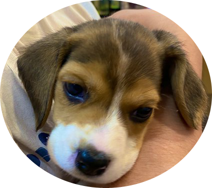 はじめまして ビーグル犬のつむぎです ビーグル犬のつむぎちゃん はじめまして ビーグル犬のつむぎです ビーグル犬のつむぎちゃん