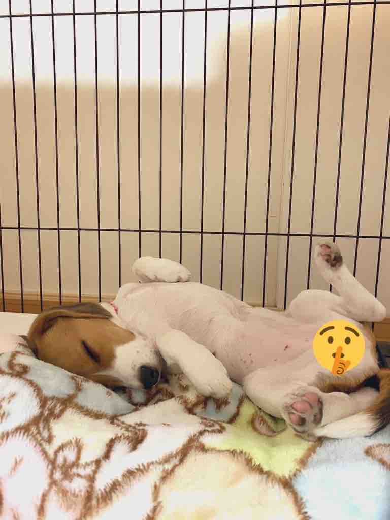 つむちゃんセクシーショット ビーグル犬のつむぎちゃん