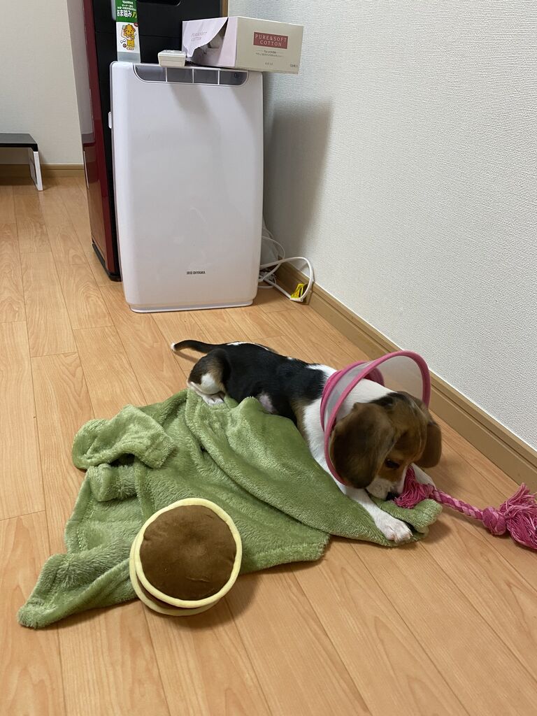 一進一退の室内フリー実験 ビーグル犬のつむぎちゃん