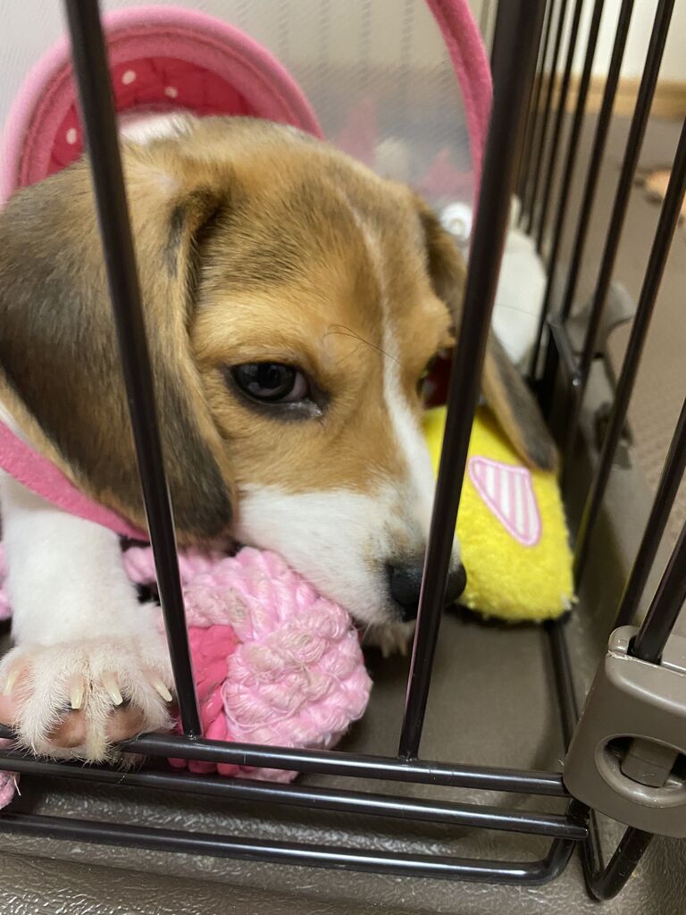 一進一退の室内フリー実験 ビーグル犬のつむぎちゃん 一進一退の室内フリー実験 ビーグル犬のつむぎちゃん