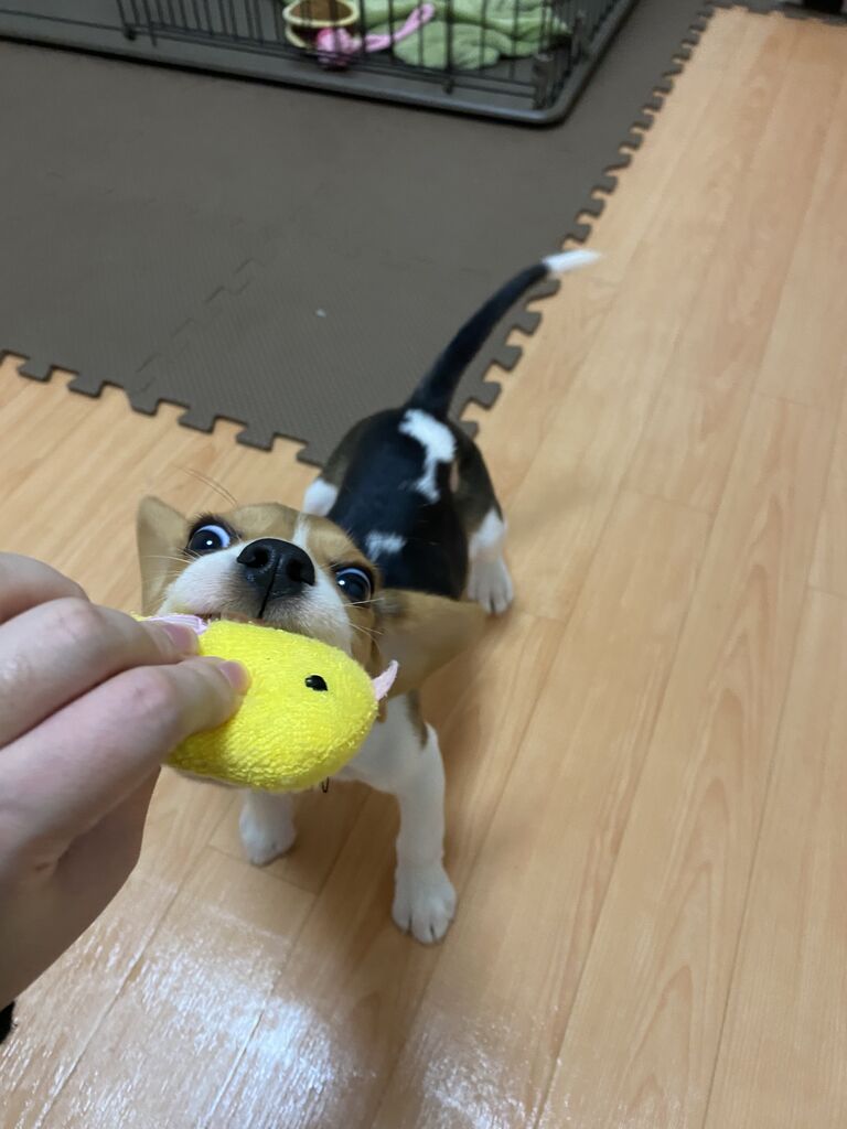つむちゃん三変化 ビーグル犬のつむぎちゃん つむちゃん三変化 ビーグル犬のつむぎちゃん