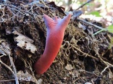 カエンタケ　画像