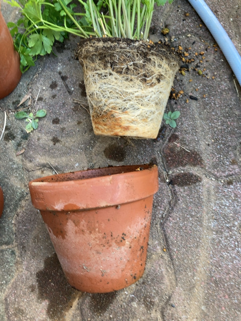 イタリアンパセリの植え替え 何が多いblogですか イタリアンパセリの植え替え 何が多いblogですか