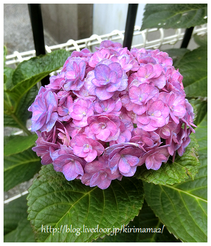 週末の資産残高 本日も晴天なり