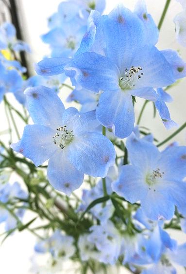 花のある暮らし 本日も晴天なり 花のある暮らし 本日も晴天なり