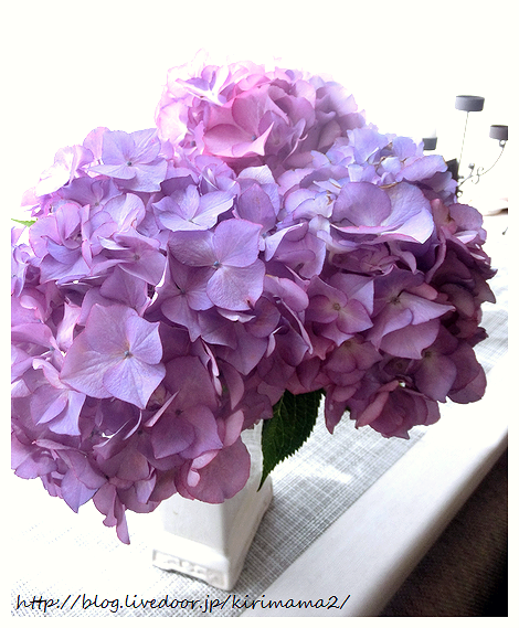 花のある暮らし 本日も晴天なり