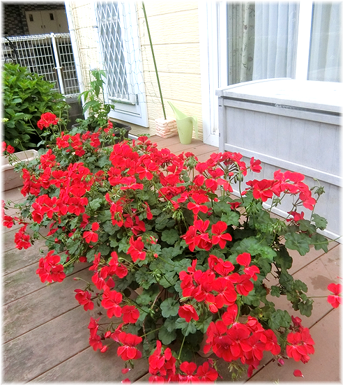 ５月の庭 本日も晴天なり