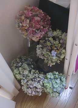 紫陽花のドライフラワー 実験編 本日も晴天なり 紫陽花のドライフラワー 実験編 本日も晴天なり