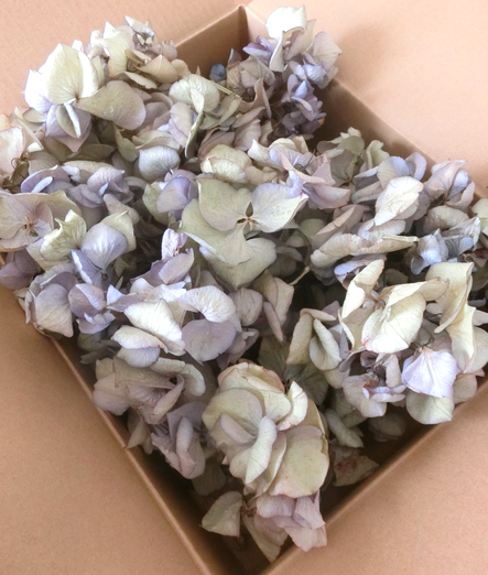 ドライフラワーを飾る 本日も晴天なり