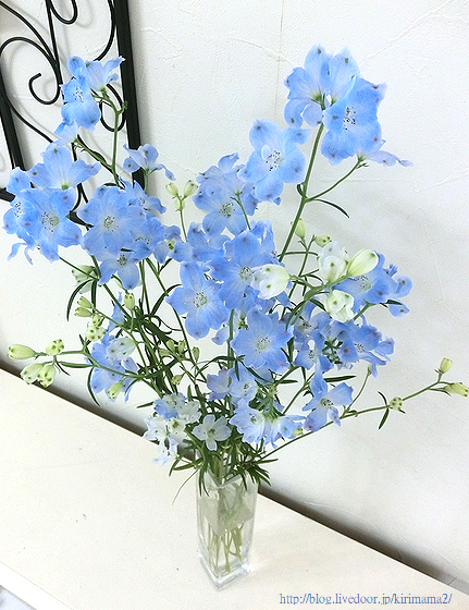 花のある暮らし 本日も晴天なり 花のある暮らし 本日も晴天なり