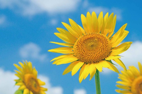 August01_Sunflower