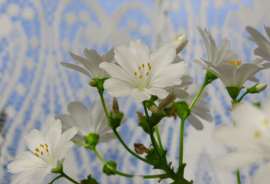 白のレウイシア 花のある日々