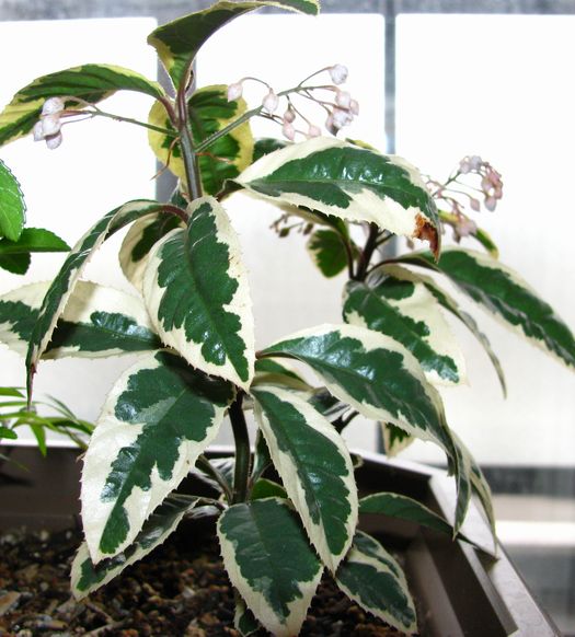 斑入りの葉 花のある日々 斑入りの葉 花のある日々