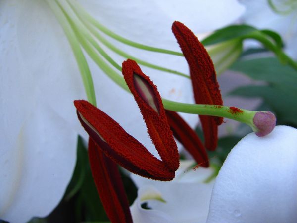 カサブランカの花粉 花のある日々 カサブランカの花粉 花のある日々