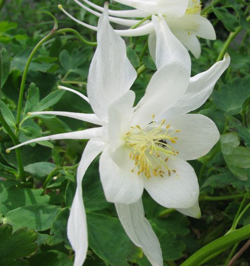 白の尾長オダマキ 花のある日々