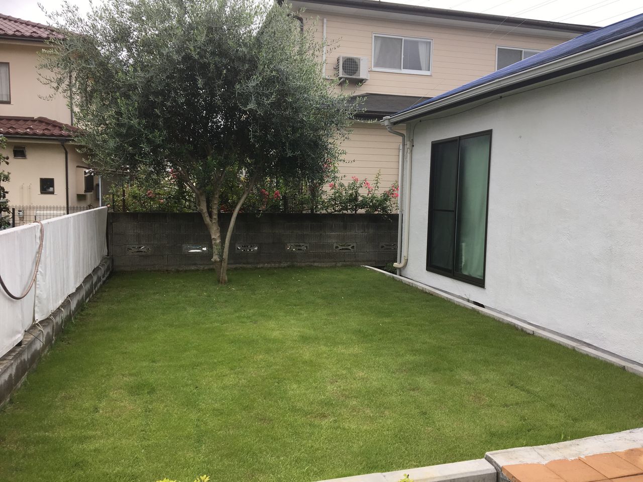 アスファルトの庭を芝生に 常緑キリンソウの紹介blog 販売 価格 施工 育て方 Ftm Nrk