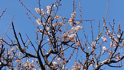 生駒市高山町古民家の春