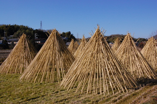 生駒市高山町竹の寒干