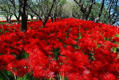 彼岸花 埼玉県幸手市権現堤の秋景色 住まいとは我が子であり ロマンである 幸せに暮らそう 彼岸花 埼玉県幸手市権現堤の秋景色 住まいとは我が子であり ロマンである 幸せに暮らそう