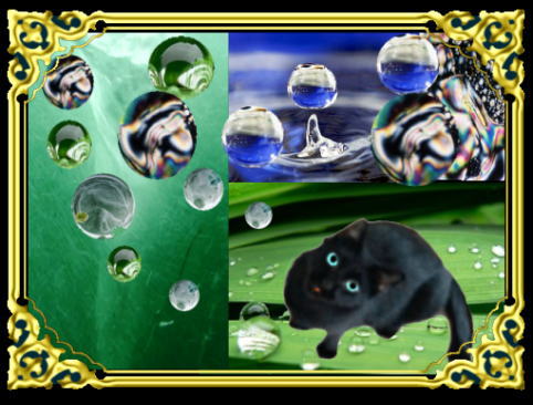 きまぐれな黒ネコ