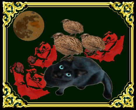 きまぐれな黒ネコ