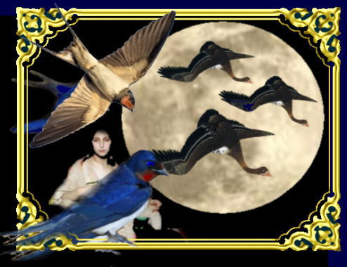 きまぐれな黒ネコ