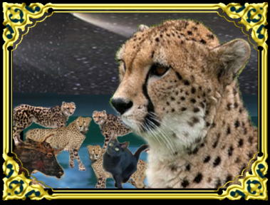 きまぐれな黒ネコ