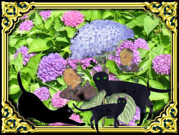 きまぐれな黒ネコ