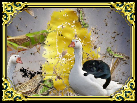 きまぐれな黒ネコ