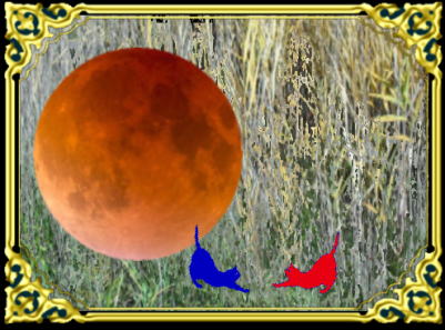 きまぐれな黒ネコ 言語と歴史