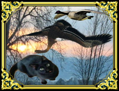 きまぐれな黒ネコ