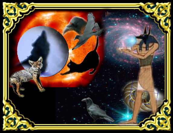 きまぐれな黒ネコ