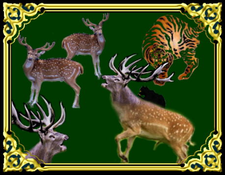 きまぐれな黒ネコ