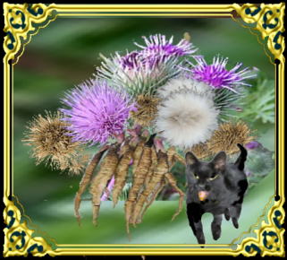 きまぐれな黒ネコ