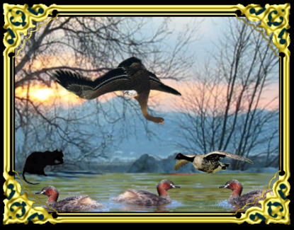 きまぐれな黒ネコ