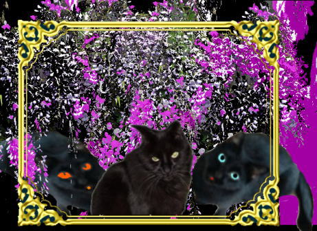 きまぐれな黒ネコ