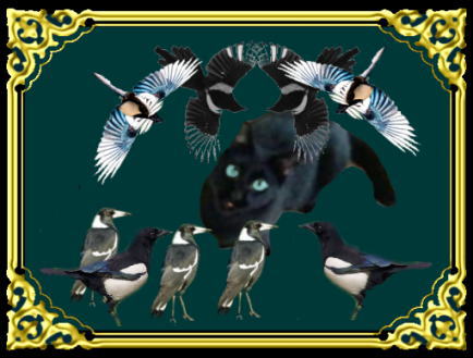 きまぐれな黒ネコ